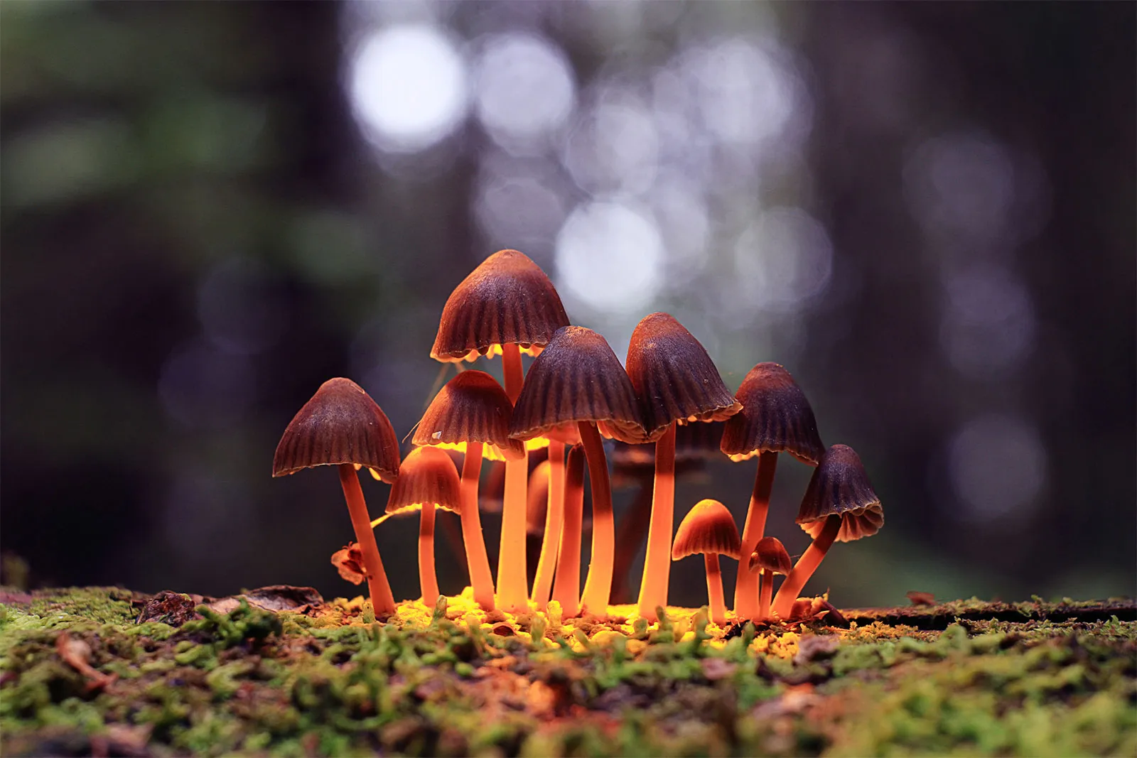 Where To Buy Magic Mushrooms Online?